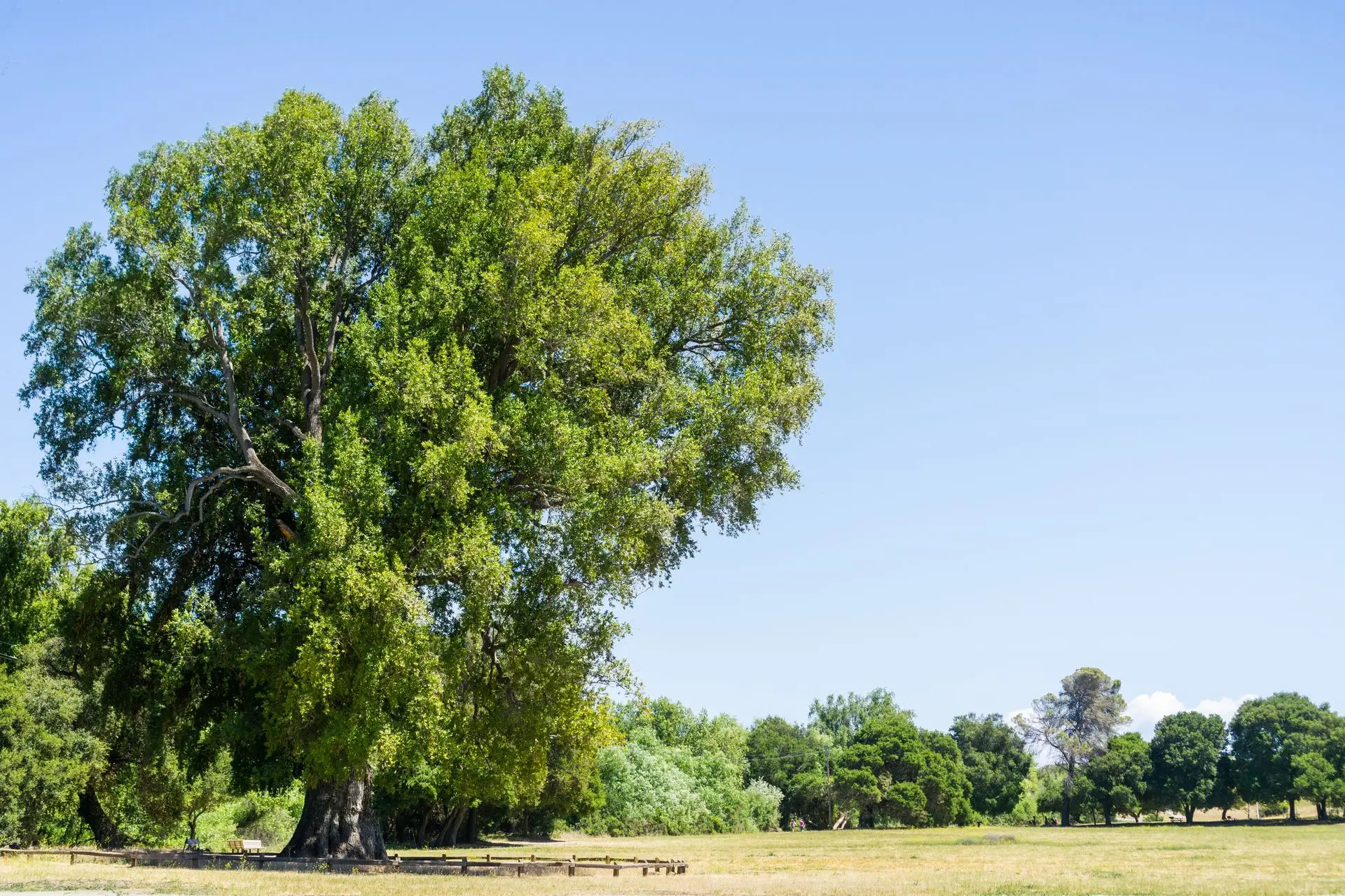 A mature oak with a wide, healthy canopy standing in open Central Coast parkland
