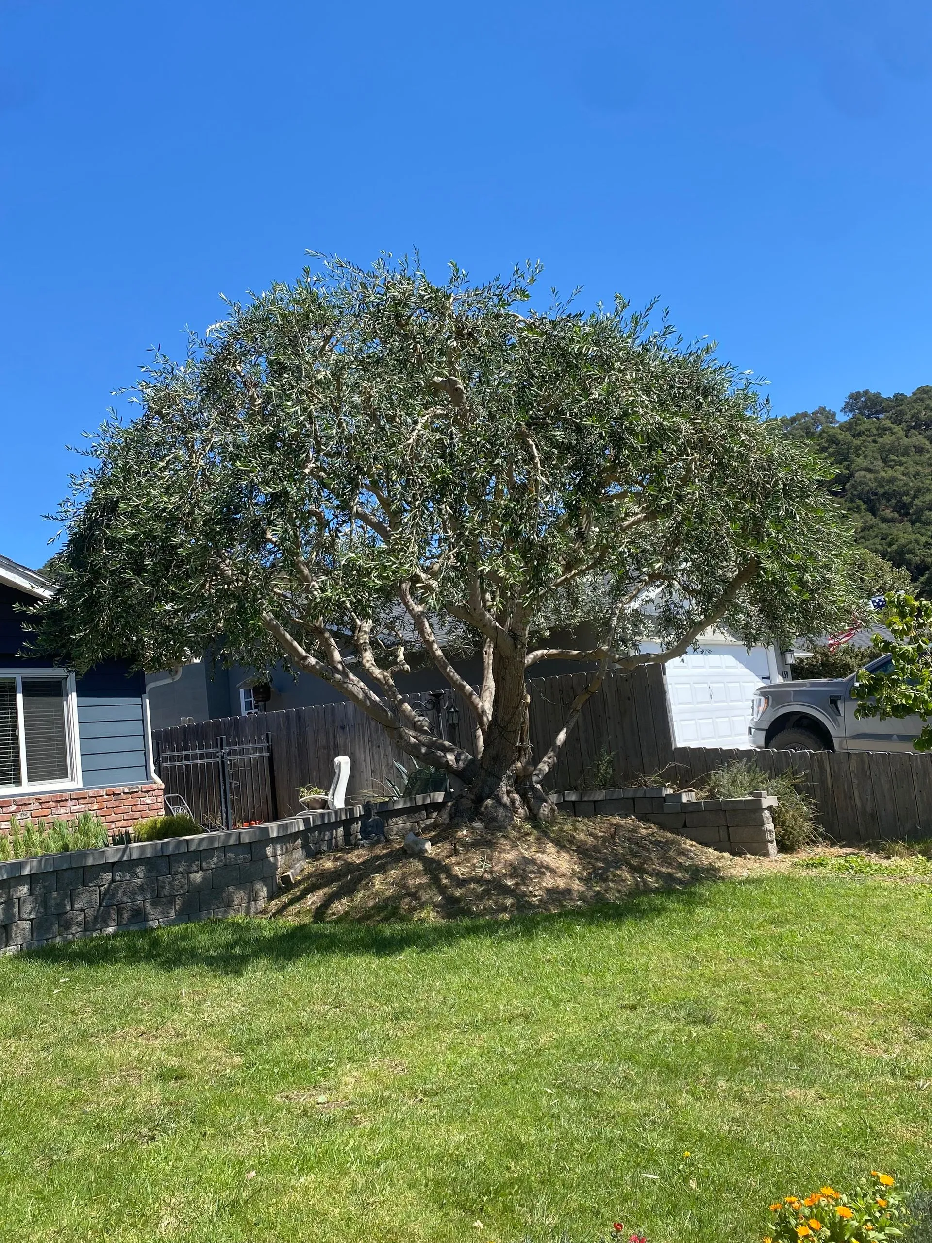 A mature olive tree in a Central Coast yard, pruned and healthy